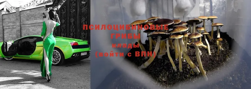 нарко площадка как зайти  Алейск  Псилоцибиновые грибы мухоморы 